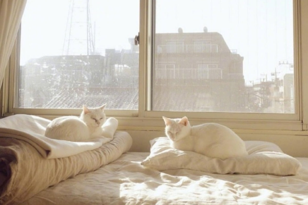 Why Does Your Cat Claim Your Bed? The Truth Behind Their Cuddly Habits!