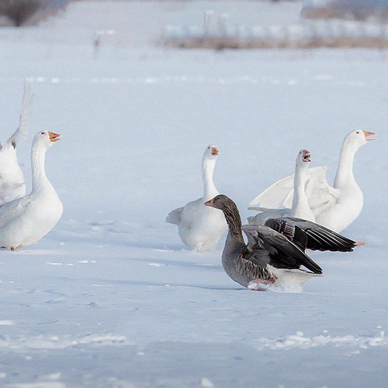 Flock of white geese and one Graylag goose standing in snow, sourcing premium down for APSMILE down comforters.