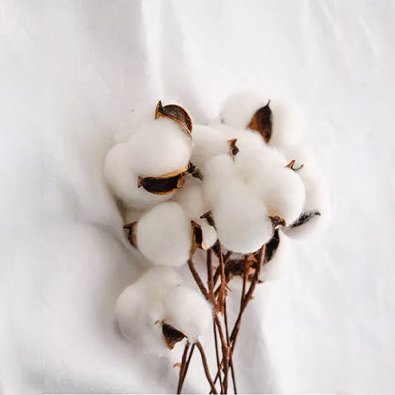 Arrangement of cotton stems and bolls on a white fabric surface, showcasing materials used in APSMILE duvets.