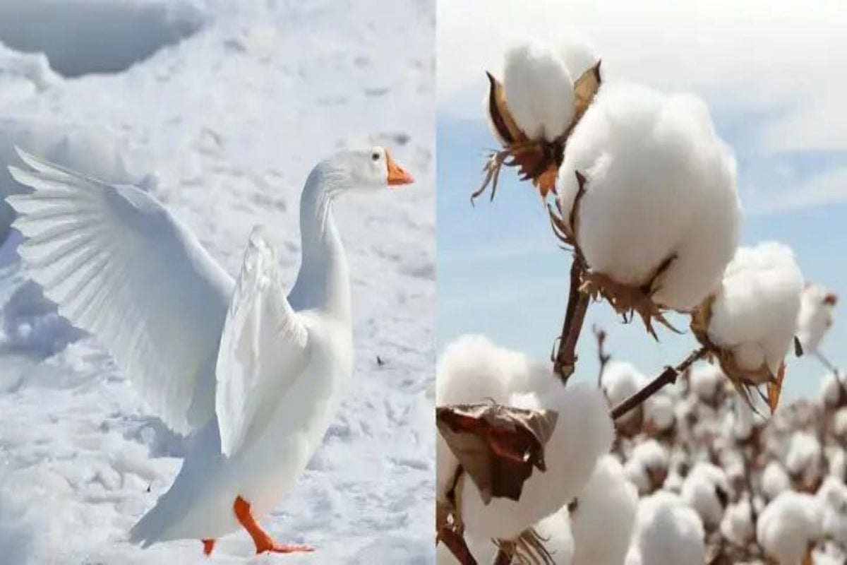 Cotton Comforter vs. Down Comforter: Why the Price Difference?