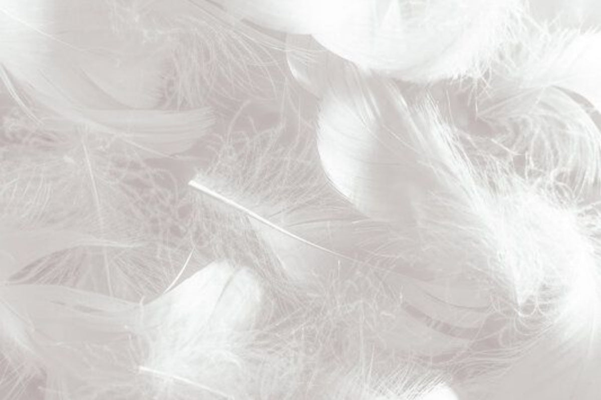 Your Guide to Down Feathers: What's the Difference?