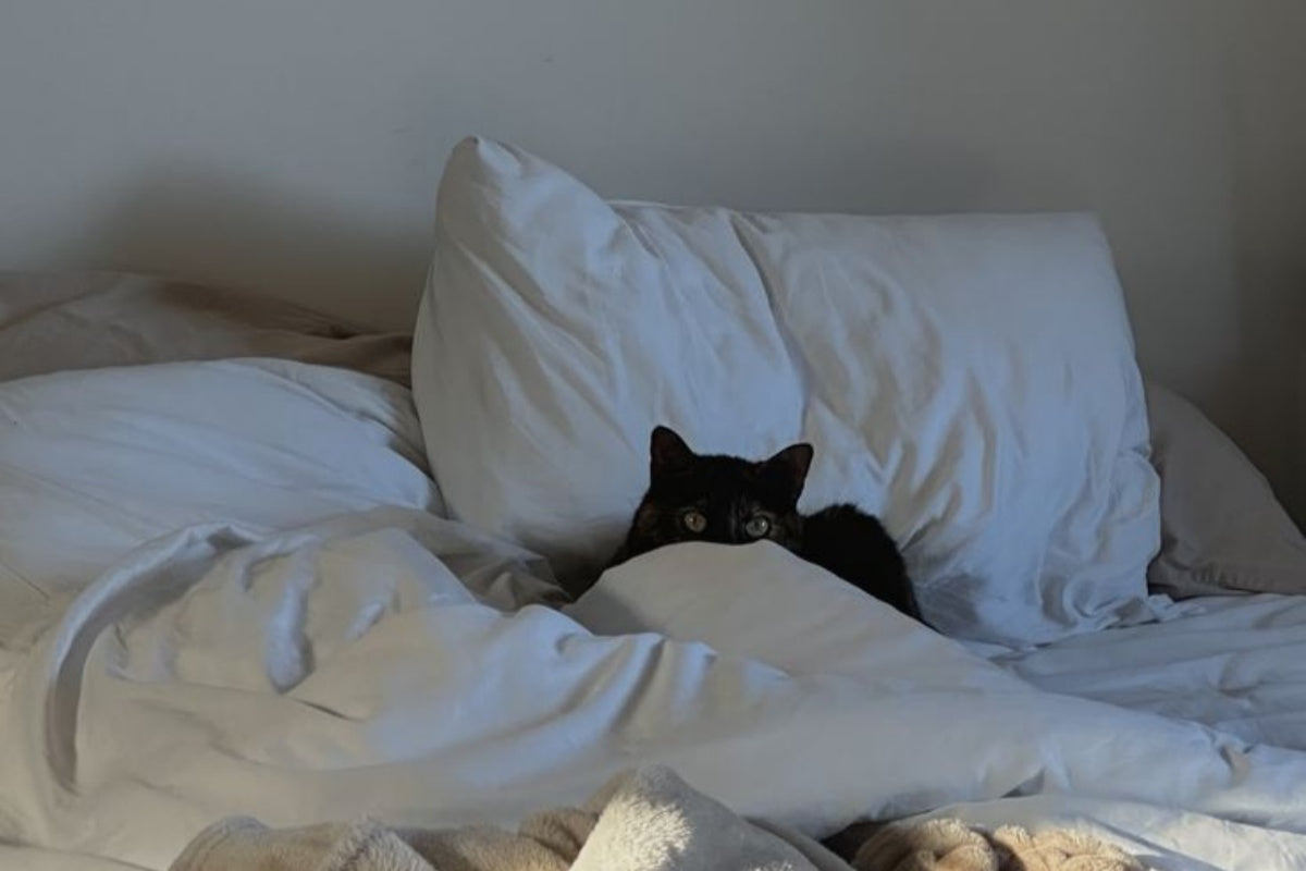 how to remove cat urine smell from fluffy-pro down comforter