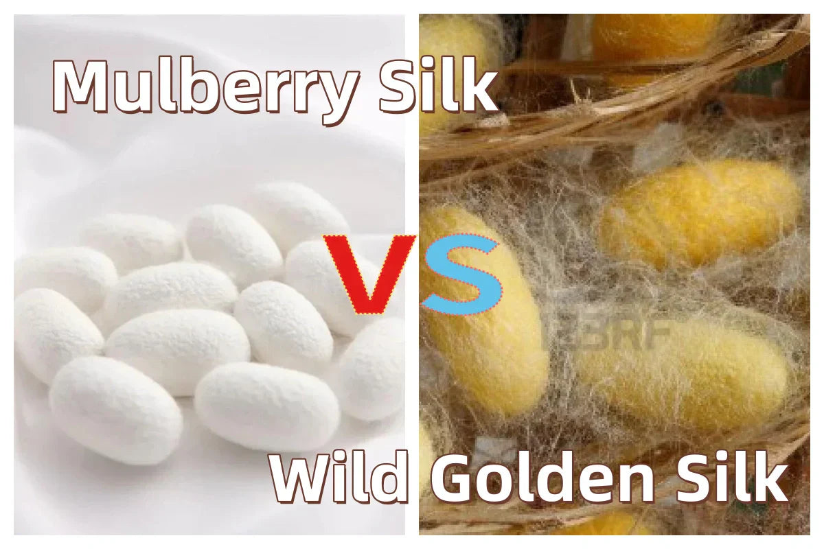  A visual comparison of mulberry silk cocoons (left) and wild golden silk cocoons (right), labeled "Mulberry Silk VS Wild Golden Silk".