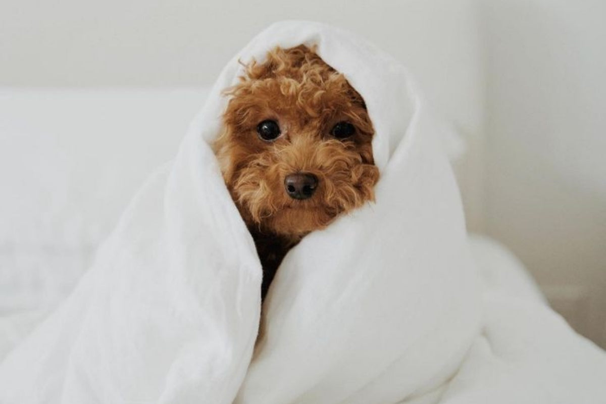 Small reddish-brown poodle wrapped in an APSmile duvet, staring forward.
