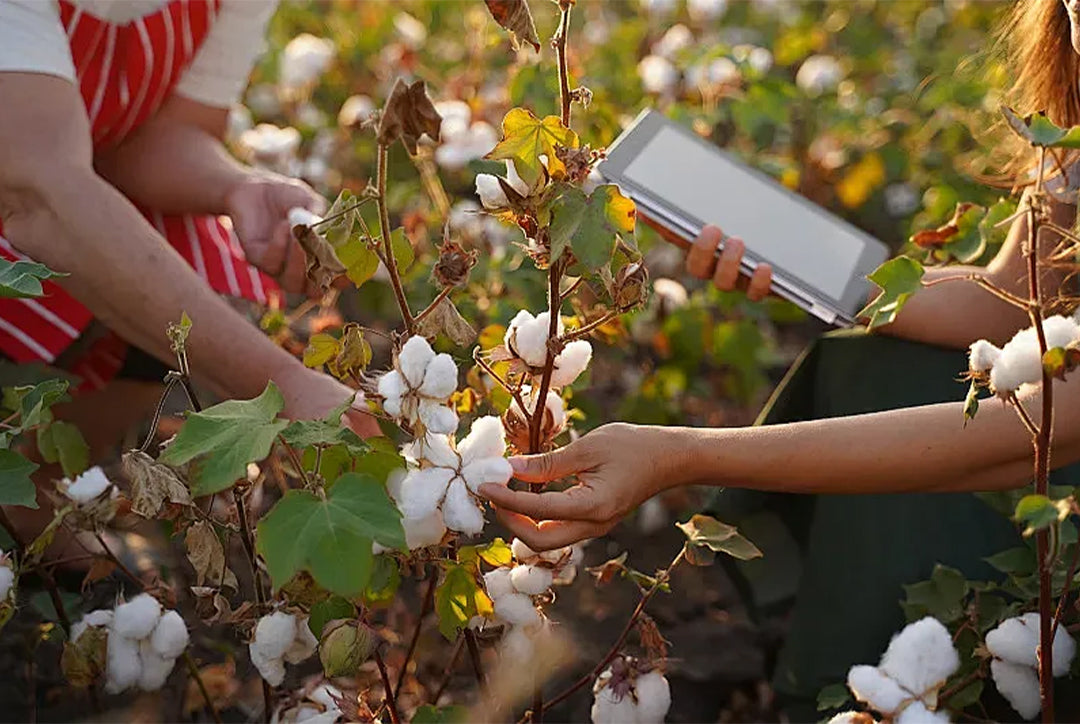 Two individuals inspect a cotton field during the daytime; one holds a tablet reviewing APSMILE comforter materials.