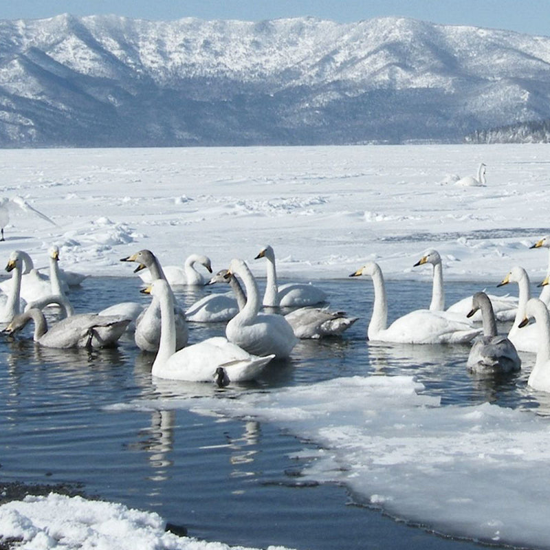  A flock of swans is swimming in frigid water with ice floes visible, a snow-covered landscape and mountains in the background—symbolizing the resilience of down used in APSMILE comforters.  