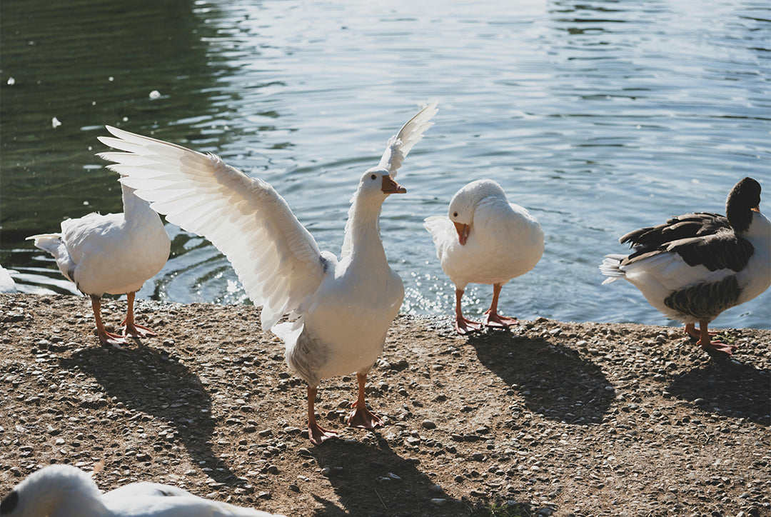 A flock of geese stands on a rocky shoreline beside calm water, one goose prominently displaying its open, outstretched wings—providing down for APSMILE Daunendecke.